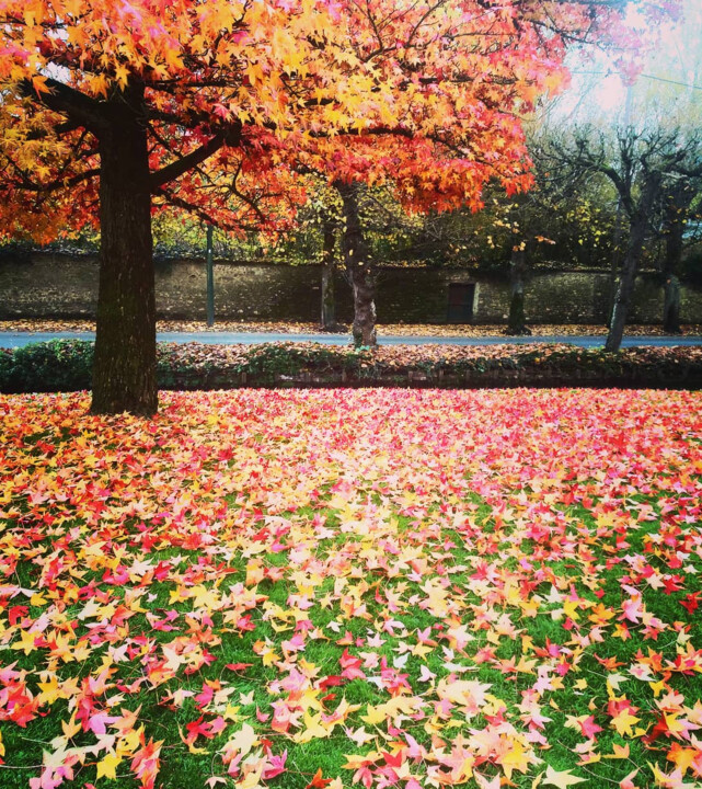 Photographie intitulée "Autumn Colors" par Gladys Montella, Œuvre d'art originale