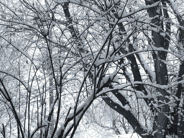 Photography titled "Branches Hiver Québ…" by Gilbert Laporta, Original Artwork