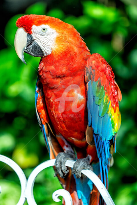 Fotografie getiteld "Red Macaw" door Glauco Meneghelli, Origineel Kunstwerk, Digitale fotografie