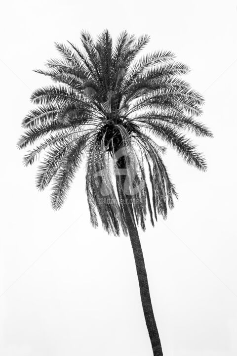 Fotografie mit dem Titel "Palm Tree" von Glauco Meneghelli, Original-Kunstwerk, Digitale Fotografie
