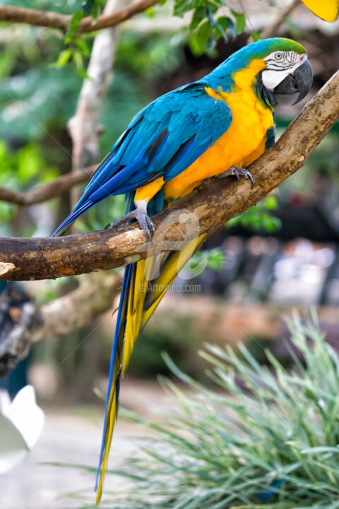 Photographie intitulée "Blue Parrot" par Glauco Meneghelli, Œuvre d'art originale, Photographie numérique