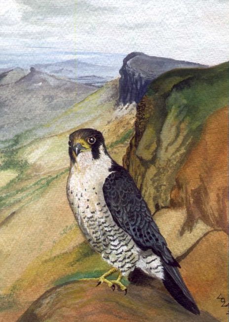 Painting titled "pfalcon24.jpg" by Gok, Original Artwork