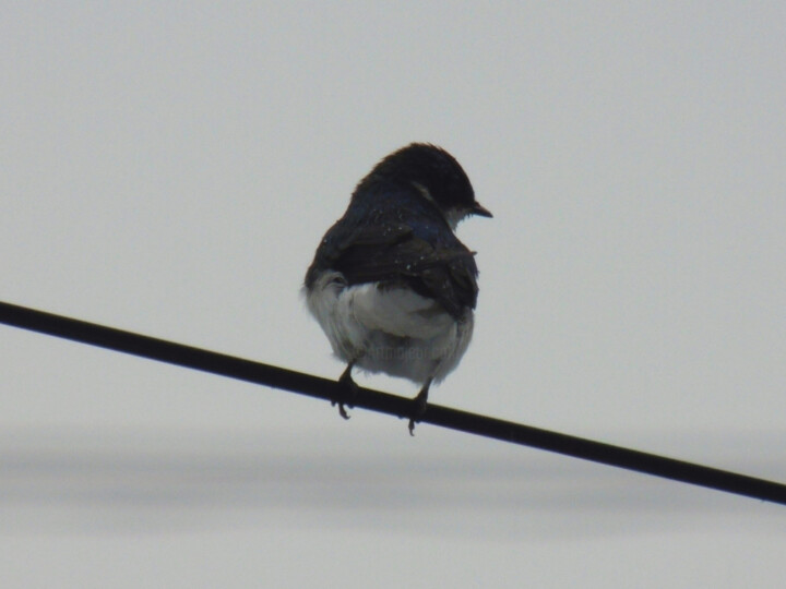 Photographie intitulée "Blackbird" par Gonzalo Daino, Œuvre d'art originale, Photographie numérique