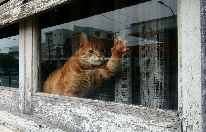 Fotografia intitulada "Cat and Window" por Gonzalo Daino, Obras de arte originais, Fotografia digital