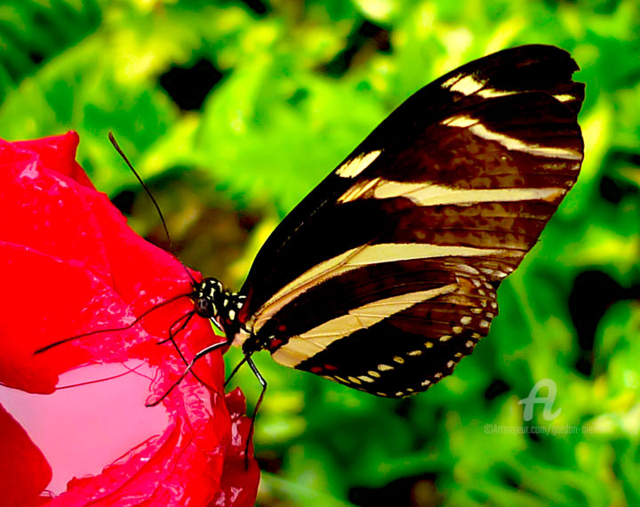 Φωτογραφία με τίτλο "butterfly house cen…" από Gor Don(Gnie), Αυθεντικά έργα τέχνης, Ψηφιακή φωτογραφία