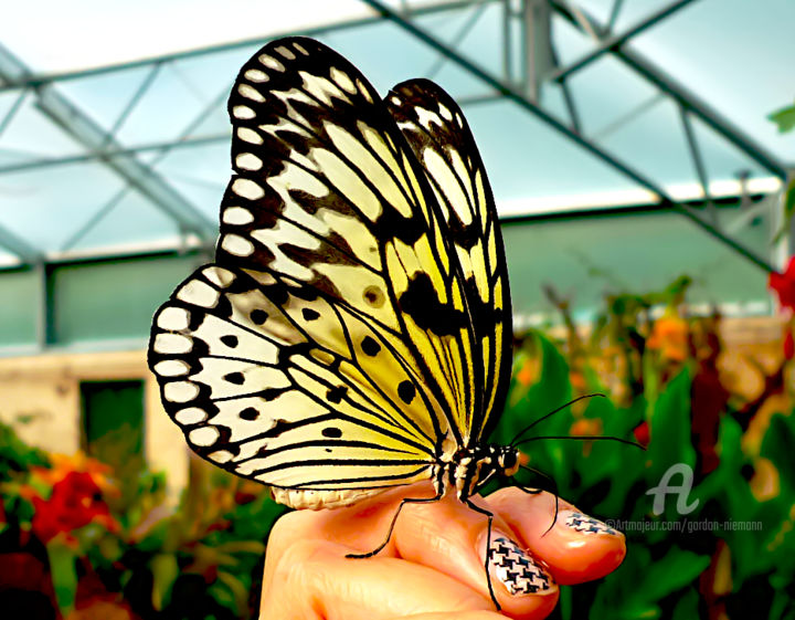 Fotografie mit dem Titel "butterfly house cen…" von Gor Don(Gnie), Original-Kunstwerk, Digitale Fotografie
