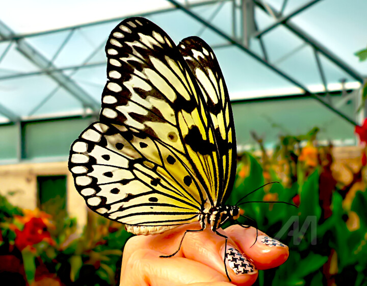 Fotografie mit dem Titel "butterfly house cen…" von Gor Don(Gnie), Original-Kunstwerk, Digitale Fotografie