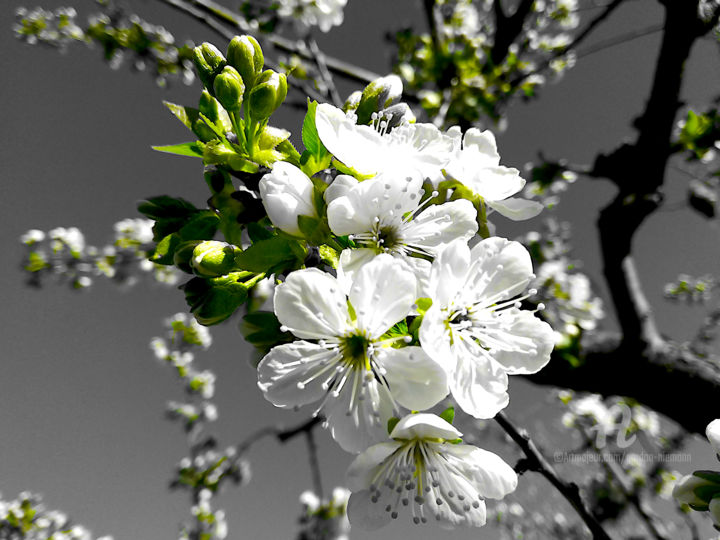 Fotografía titulada "bloom beautifully" por Gor Don(Gnie), Obra de arte original, Fotografía digital