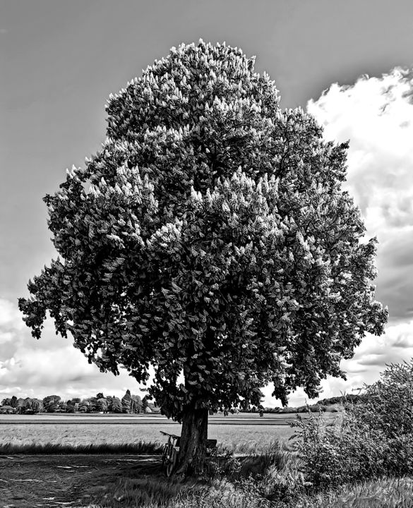 Fotografia zatytułowany „chestnut tree” autorstwa Gor Don(Gnie), Oryginalna praca, Fotografia cyfrowa
