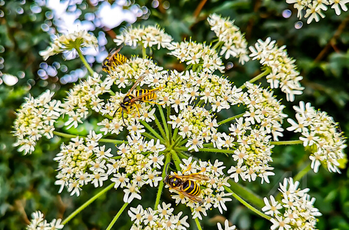 Photography titled "wasps on flowers" by Gor Don(Gnie), Original Artwork, Digital Photography