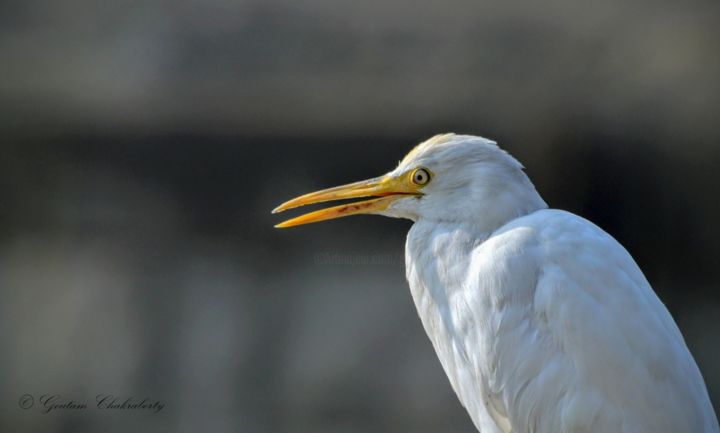 Photography titled "A Quick Prayer befo…" by Goutam Chakraborty, Original Artwork