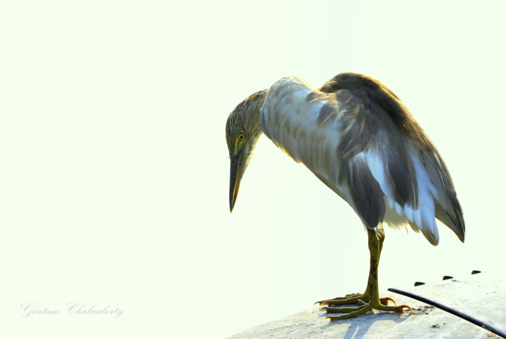 Photography titled "Bangalore Birds!" by Goutam Chakraborty, Original Artwork