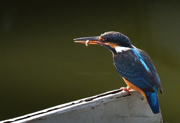 Photography titled "Eurasian Kingfisher…" by Goutam Chakraborty, Original Artwork