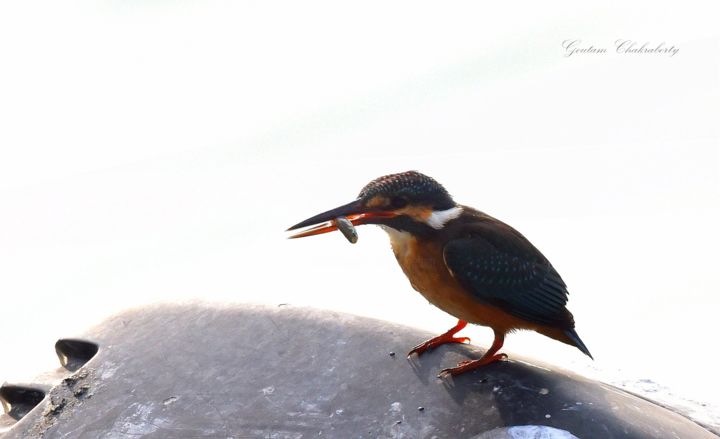 Photography titled "Kingfisher with its…" by Goutam Chakraborty, Original Artwork
