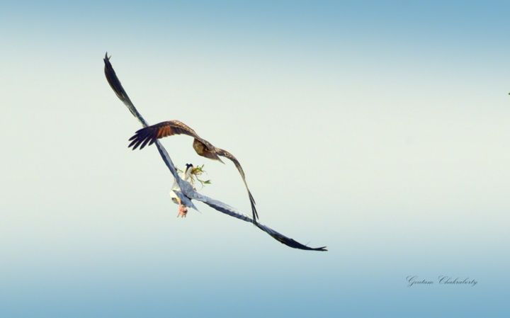 "Sky is not a safe p…" başlıklı Fotoğraf Goutam Chakraborty tarafından, Orijinal sanat