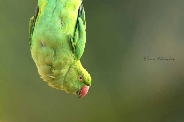 Photography titled "Different Perspecti…" by Goutam Chakraborty, Original Artwork, Digital Photography