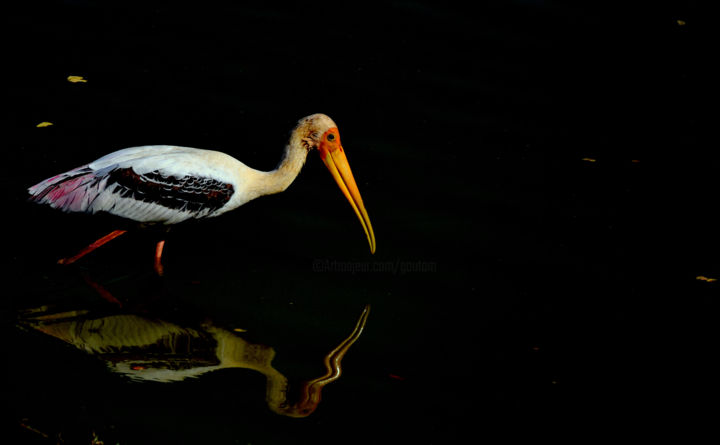 Photography titled "Bangalore Birds!" by Goutam Chakraborty, Original Artwork, Digital Photography