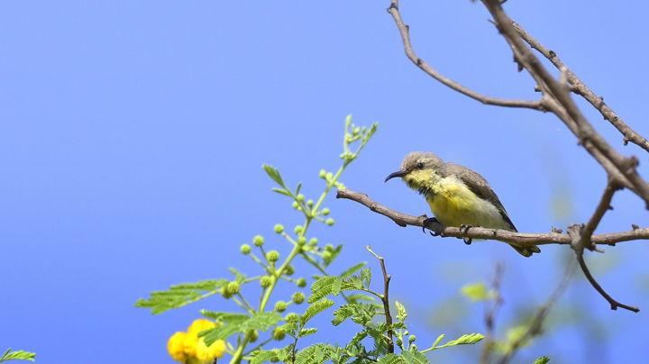 Photography titled "Bangalore Birds- 10!" by Goutam Chakraborty, Original Artwork, Digital Photography