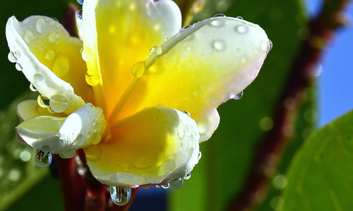 Fotografia intitulada "Even the Rain can't…" por Goutam Chakraborty, Obras de arte originais, Fotografia digital