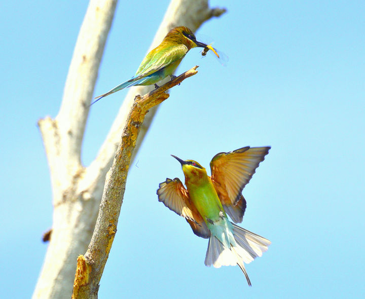 Photography titled "I want a share of T…" by Goutam Chakraborty, Original Artwork, Digital Photography