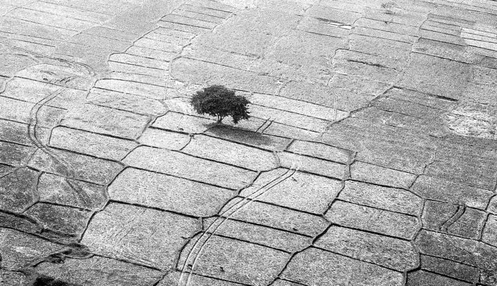 Photography titled "The Lone Tree!" by Goutam Chakraborty, Original Art, Digital Photography