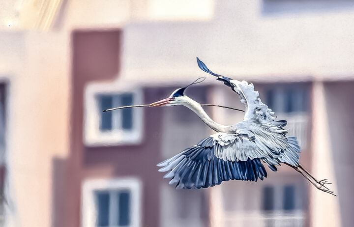 Photography titled "Nest Making!" by Goutam Chakraborty, Original Artwork, Digital Photography