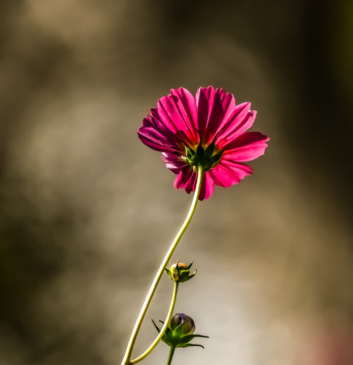 摄影 标题为“Flower” 由Goutam Chakraborty, 原创艺术品, 数码摄影