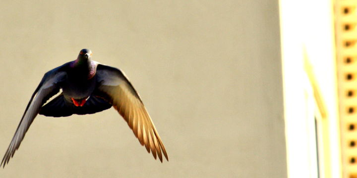 Photography titled "Flight" by Goutam Chakraborty, Original Artwork