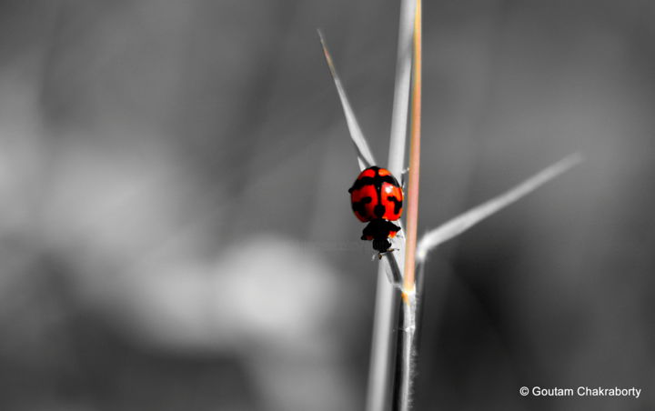 Photography titled "My Date withe the L…" by Goutam Chakraborty, Original Artwork