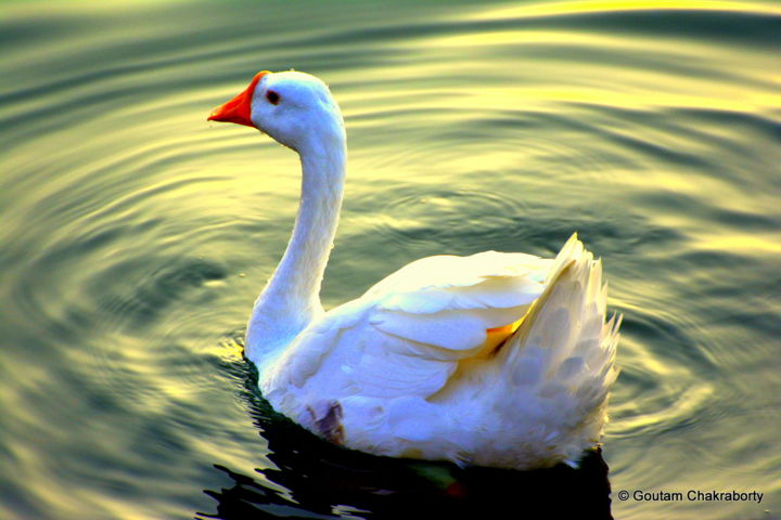 Fotografia intitulada "The Swan of The Lak…" por Goutam Chakraborty, Obras de arte originais