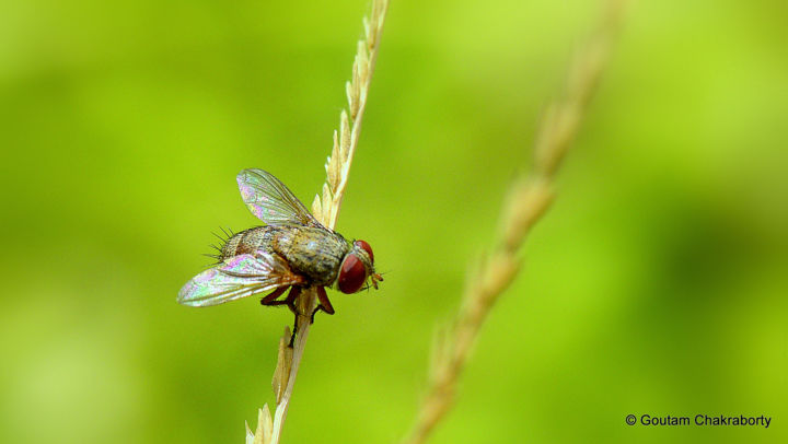 Photography titled "Closer Look!" by Goutam Chakraborty, Original Artwork