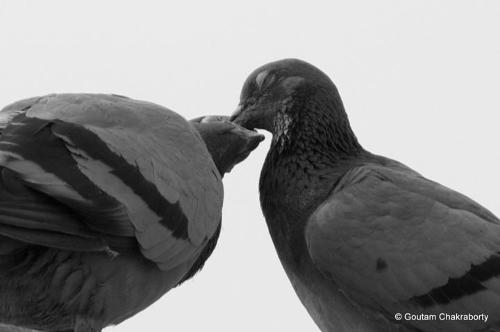 Photography titled "Bonding!" by Goutam Chakraborty, Original Artwork