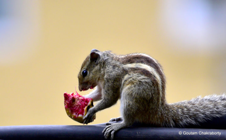 Photographie intitulée "Breakfast!" par Goutam Chakraborty, Œuvre d'art originale