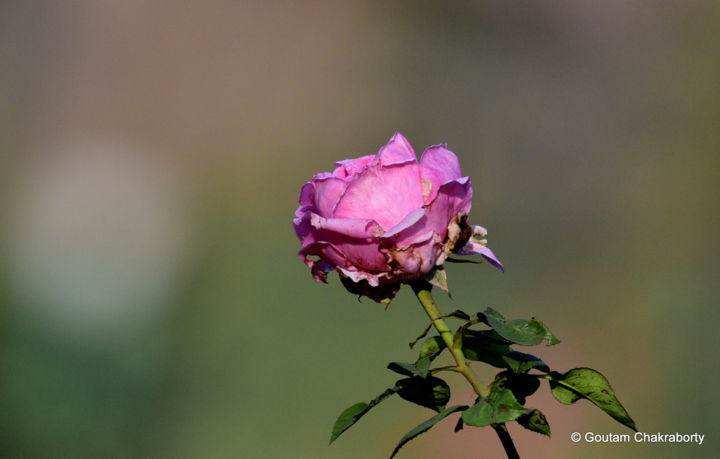 Fotografia intitulada "Not so perfect Rose!" por Goutam Chakraborty, Obras de arte originais