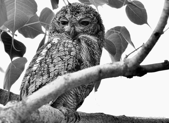 Фотография под названием "Mottled Wood Owl in…" - Goutam Chakraborty, Подлинное произведение искусства