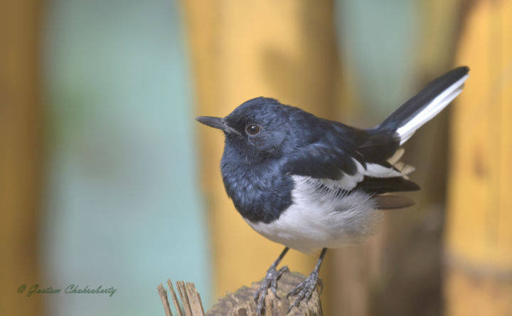 Photography titled "Little Robin !" by Goutam Chakraborty, Original Artwork