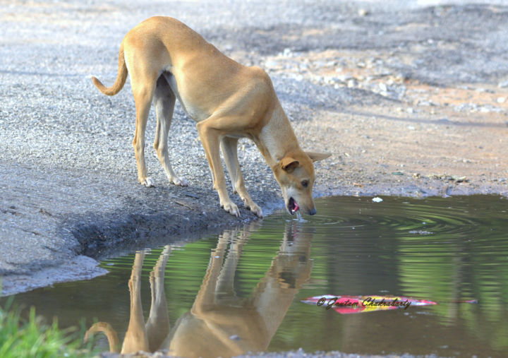 Fotografía titulada "City Life!" por Goutam Chakraborty, Obra de arte original