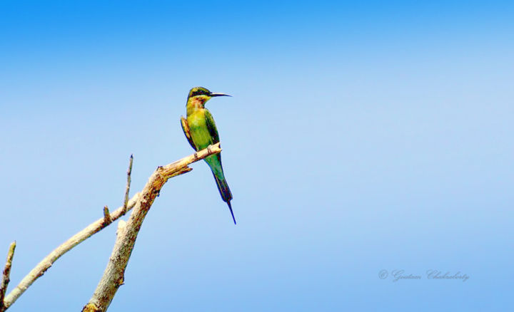 Photography titled "Bee Eater!" by Goutam Chakraborty, Original Artwork
