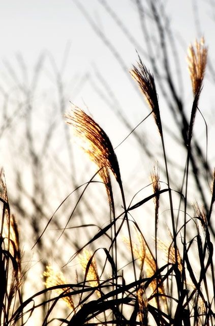 Photography titled "Dawning Light" by Gracey, Original Art,