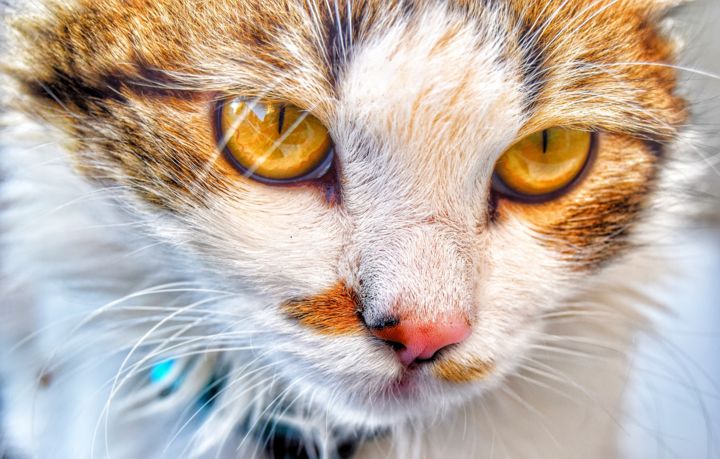 "Sevimli Kedi" başlıklı Fotoğraf Grafiker Korhan tarafından, Orijinal sanat, Dijital Fotoğrafçılık