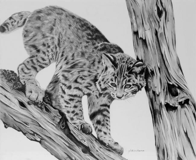 Drawing titled "Bobcat" by John Bowman, Original Artwork, Other