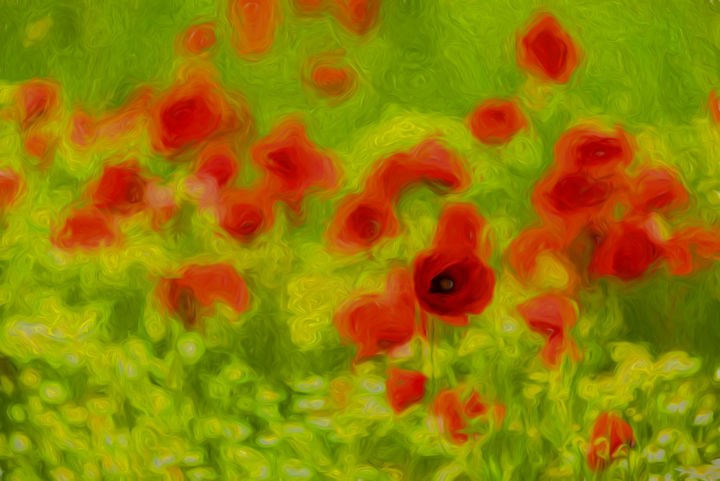 Photography titled "poppyflower-iii.jpg" by Tamme Maurer, Original Artwork