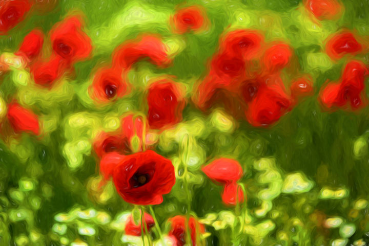 Photography titled "poppyflower-vi.jpg" by Tamme Maurer, Original Artwork