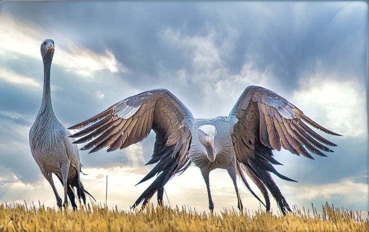 Photography titled "Blue Cranes" by Herman Van Bon, Original Artwork, Digital Photography