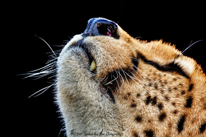 Фотография под названием "Profile of a cheetah" - Herman Van Bon, Подлинное произведение искусства, Цифровая фотография