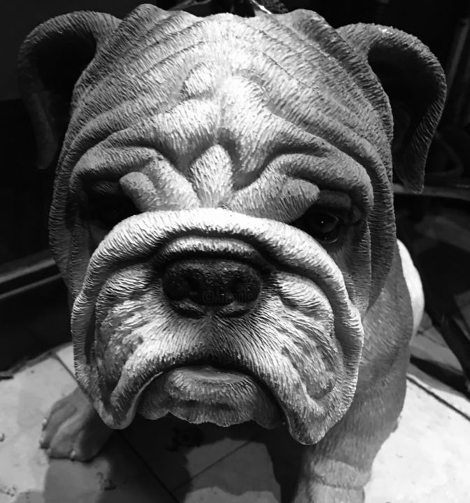 Photographie intitulée "The Bulldog" par Grégory Bianchi, Œuvre d'art originale