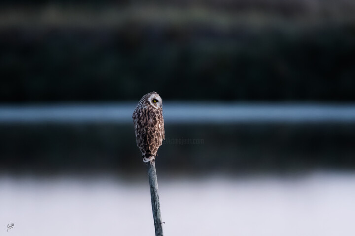 Photographie intitulée "Hibou des marais" par Grégory Dolivet, Œuvre d'art originale, Photographie numérique