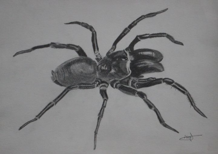 Mygale Drawing By Greg 039 S Drawings Artmajeur Mygale Drawing By Greg 039 S Drawings Artmajeur