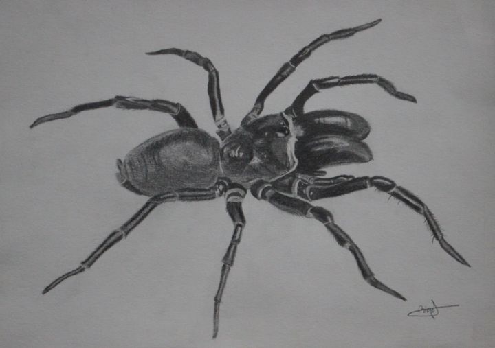 Zeichnungen mit dem Titel "Mygale" von Greg'S Drawings, Original-Kunstwerk, Bleistift