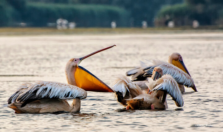 Photographie intitulée "Sleeping Pelican" par Grigore Roibu, Œuvre d'art originale, Photographie numérique